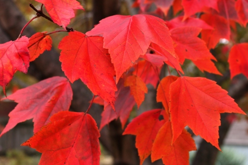 Our maple tree was pretty this year.