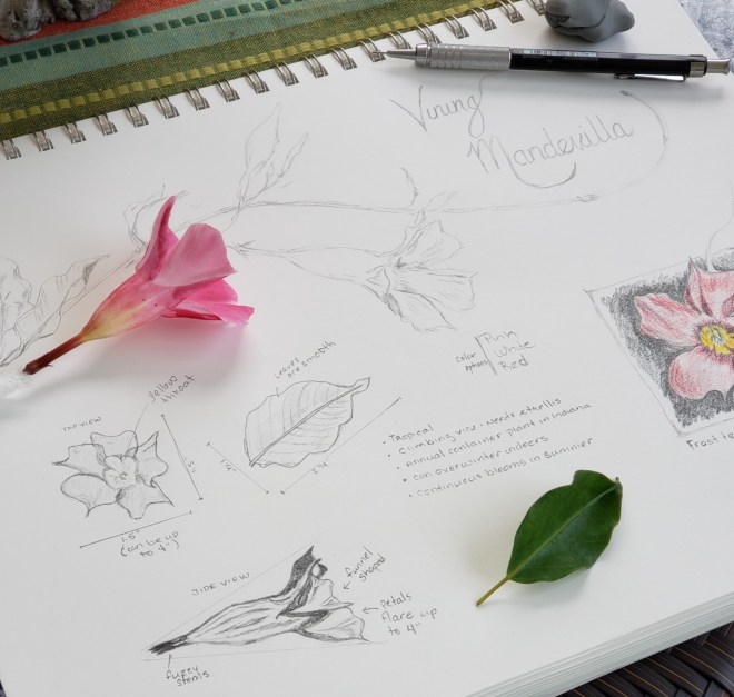 Week 4 Flower Garvin